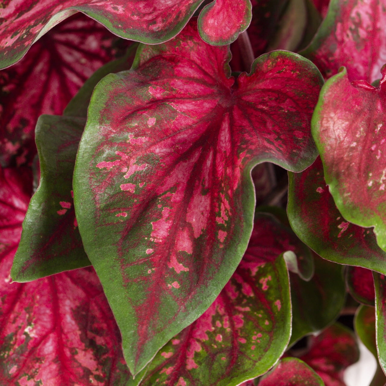 Proven Winners 2QT Multicolor Caladium Live Annual Plant Sun 3-Pack