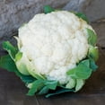 thumbnail image 3 of Burpee Snowball Y Cauliflower Vegetable Seed, 1-Pack, 3 of 4