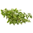 thumbnail image 3 of Fresh Oregano, .50 oz Clamshell, 3 of 3
