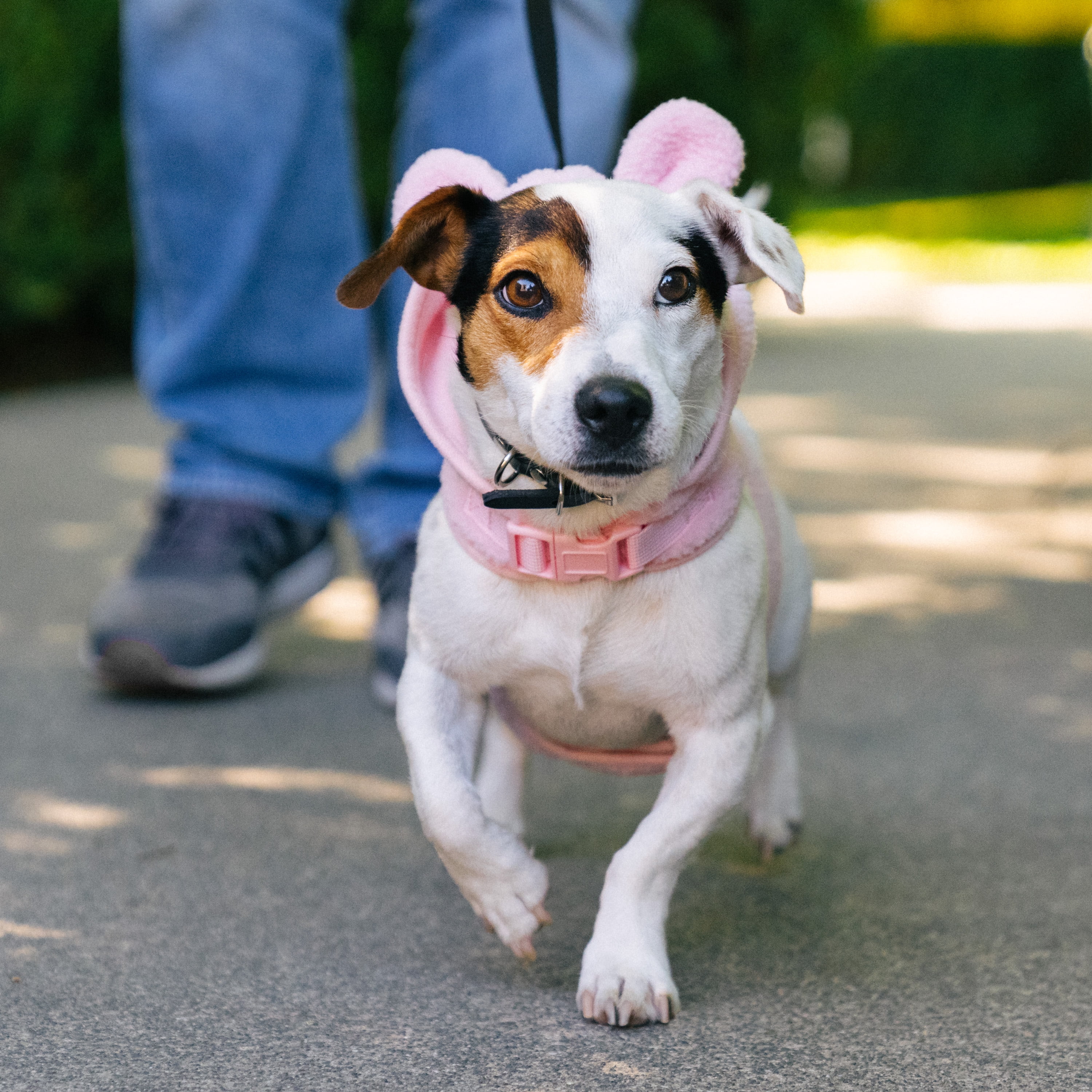 Gap Pet, Dog Harness, Furry Hooded Dog Harness, with Recycled Polyester, Pink
