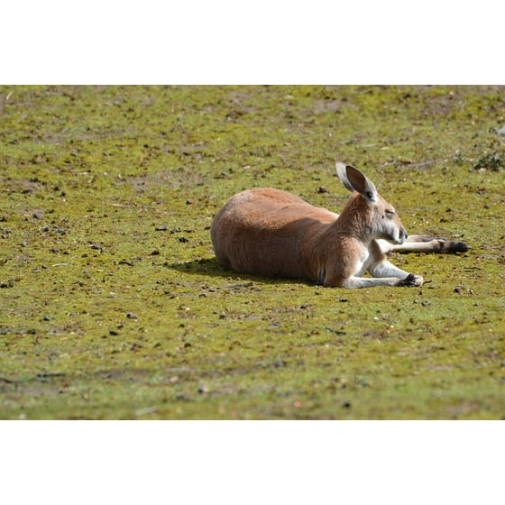 Framed Art For Your Wall Loiter Animals Kangaroo 10x13 Frame Framed Art For Your Wall Loiter Animals Kangaroo 10x13 Frame Com