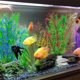 thumbnail image 5 of Juego de 5 plantas artificiales de plástico para decoración de peceras de acuario, 5 of 5