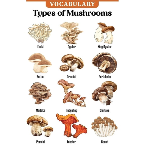Educational Preschool Poster for Toddlers and Kids Great for Nursery Homeschool Kind Classroom decorations School Wall Decor Mushroom poster