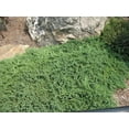 thumbnail image 3 of Juniper Procumbens Nana - 3 Live Plants - Drought Tolerant Evergreen Groundcover - Great for Bonsai, 3 of 9