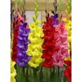 thumbnail image 2 of Bulbes de fleurs TASC - Glaïeuls à grandes fleurs, couleurs vives assorties, annuels, 2 of 2