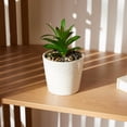 thumbnail image 2 of Succulente Anko en Pot, 2 of 5
