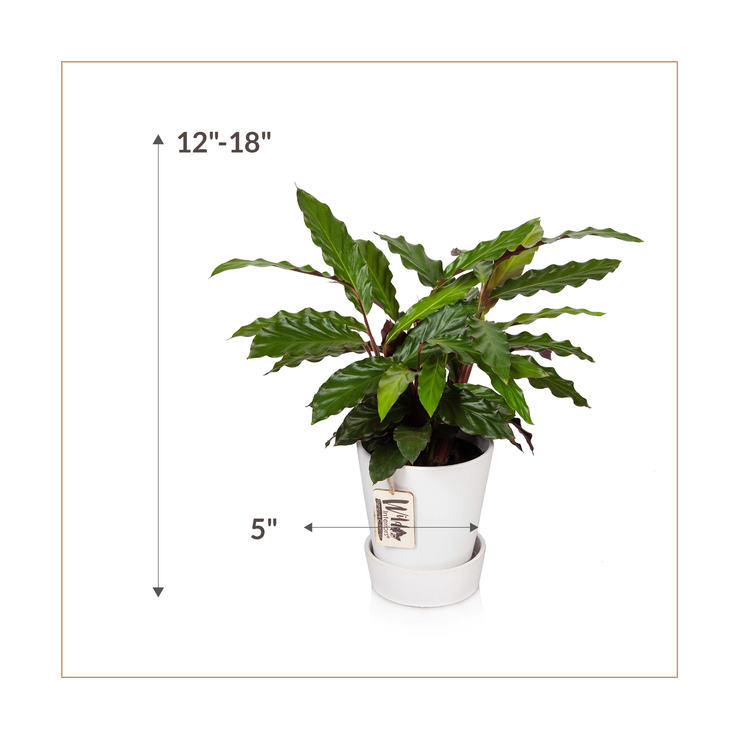Wild Interiors Calathea Wavestar, 12-18” Tall, 5” Ceramic Pot