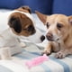thumbnail image 2 of KAKOWELY Juguete masticable para perros, juguete masticable agresivo, juguete para la dentición del perro, forma de hueso, juguete interactivo para perros, 2 of 4