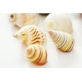 thumbnail image 3 of Select 15 Hermit Crab Shells Assorted Changing Seashells SMALL 3/4"-2" Size (opening size 3/8" - 1 1/4") Beautiful, 3 of 7