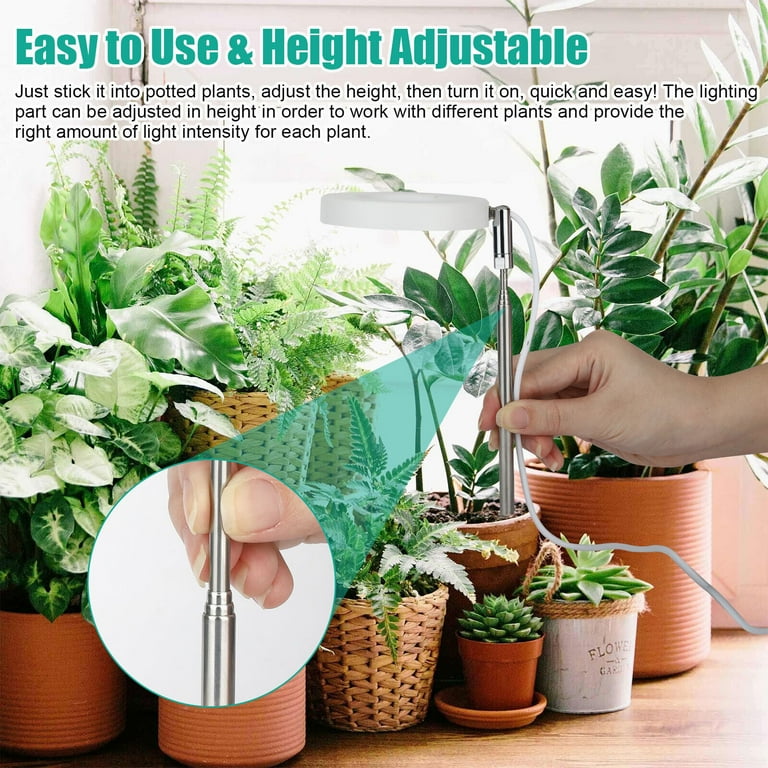 succulent plant with pot Succulent Arrangement main image 0