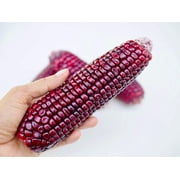 35 Seeds BLOODY BUTCHER Red CORN Edible & Ornamental Heirloom Zea Mays Vegetable Seeds