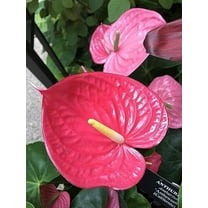 Orchid Fertilizer 13-3-15 Reverse Osmosis, Rain, Tap (City) Water Formula 5 Pounds