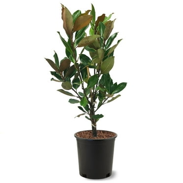 Expert Gardener 1.5- 2 ft tall Little Gem Southern Magnolia Live Tree in 3-Gallon Grower Pot