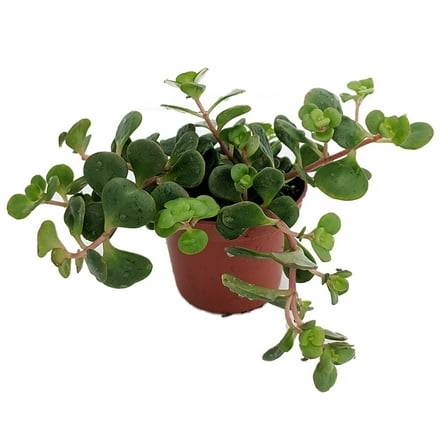 Emerald Green Sedum - Sedum spurium Makinoi - 2.5" Pot -Fairy Garden/House Plant