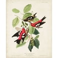 thumbnail image 2 of Audubon, John James 15x18 White Modern Wood Framed Museum Art Print Titled - Pl 364 White-winged Crossbill, 2 of 4