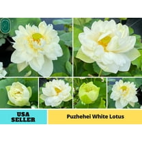 5 Rare Seeds| Puzhehei White Lotus Seeds - Indian Lotus (Nelumbo nucifera) Seeds - Flower Seeds - B3G1 #Q012