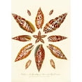 thumbnail image 2 of John Chapman 18x24 Gold Ornate Framed and Double Matted Museum Art Print Titled - Encyclopaedia London - Conchology Pl. 06 (1810), 2 of 4