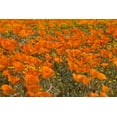thumbnail image 2 of Peterson, Lee 18x13 Black Ornate Wood Framed with Double Matting Museum Art Print Titled - California Poppies I, 2 of 4