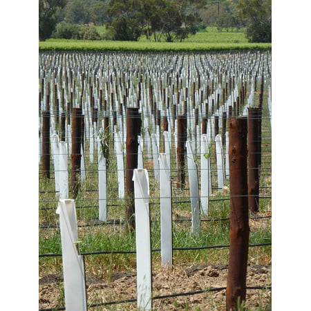 LAMINATED POSTER Winery Vineyard Grapevine Plant Agriculture Vines Poster Print 24 x