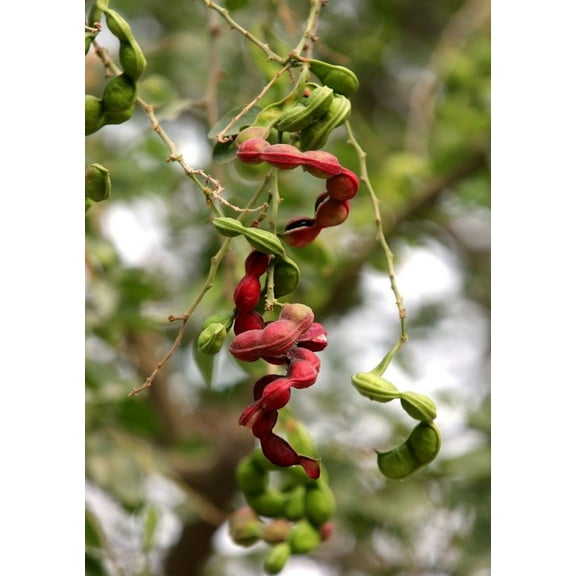 SEED Pack - 10 SEEDS -Manila Tamarind- Madras Thorn -  Butterfly Host - - Pithecellobium dulce- Serendipity Seeds