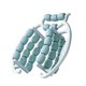 thumbnail image 1 of Rodillo relajante muscular de 29 ruedas, 360 grados, manual, resistente, circular, abrazadera para piernas azul, 1 of 9