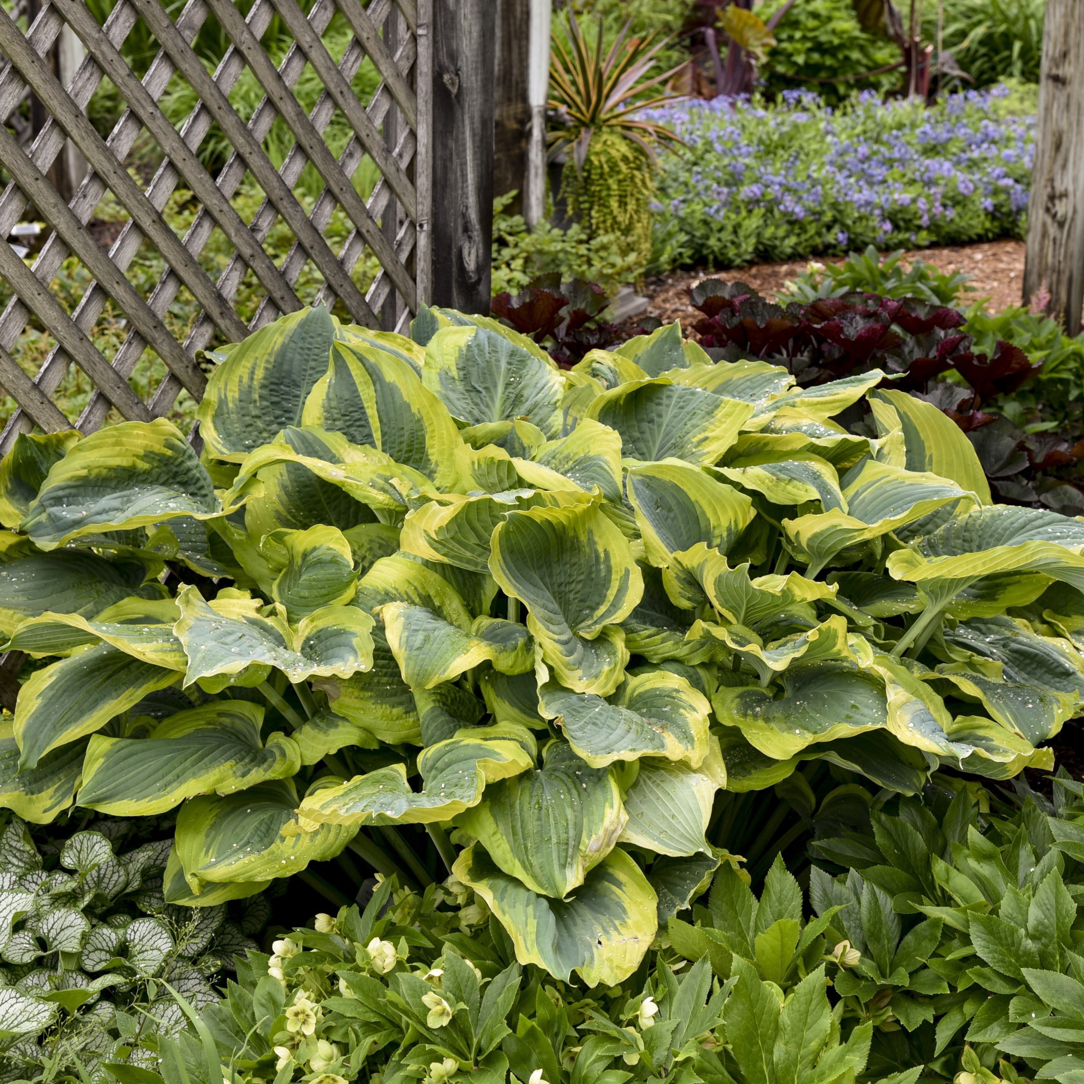 Proven Winners 6" Shadowland 'Seducer' Hosta Live Plant in 6.5" Pot
