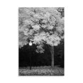 thumbnail image 2 of Gango Home Decor Fall Abundance IX B&W by Vitaly Geyman (Printed on Paper); One 24x36in Fine Art Paper Giclee Print, 2 of 4