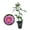 1 Plant, variant on Arctic Blue Rose Bush - Live Starter Plant in a 2 Inch Pot - Beautifully Fragrant Rose from Florida - A Versatile Beauty with a Rich Fragrance