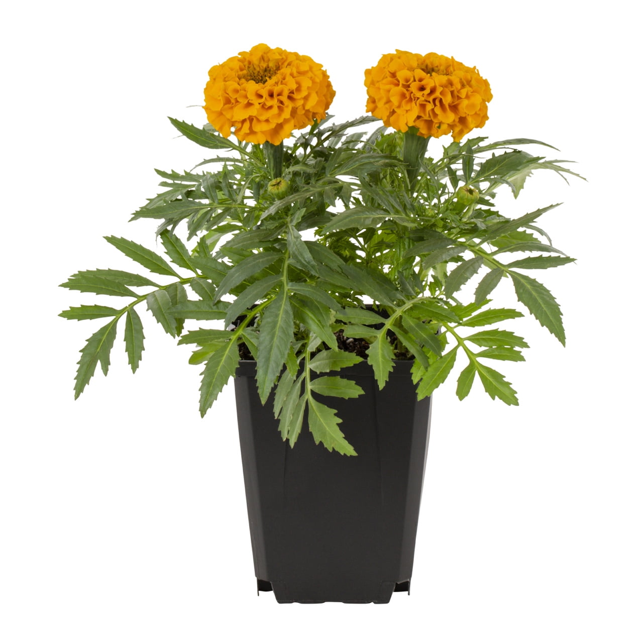 Expert Gardener 1PT Orange Marigold Live Annual Plant Sun 6-Pack