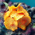 thumbnail image 2 of Décoration d'Aquarium de Poissons Décor d'Aquarium de Paysage Simulé de Corail, 2 of 6
