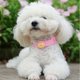 thumbnail image 3 of Adjustable Cat Mosquito Repellent Collar Pet Insect Repellent Collar Insect Repellent Collar Pet Supplies, With Pet Essential Oil, 3 of 5