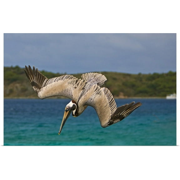 GBC | "The Brown Pelican" Art Print - 30x20