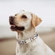 thumbnail image 3 of Collar para perro con estampado de leopardo elegante, tejido flocado, aroma a guepardo, alta calidad, suave, 3 of 5