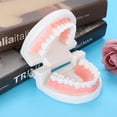 thumbnail image 4 of Modelo de dentadura dental, herramienta de enseñanza médica, modelo estándar de dientes para adultos, 28 Uds., 4 of 8