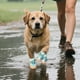 thumbnail image 4 of Botas Para Perros, Zapatos Para Cachorros, Calzado Para Mascotas, Zapatillas Protectoras Antideslizantes Para Perros Pequeños, Medianos Y Grandes, 4 of 4