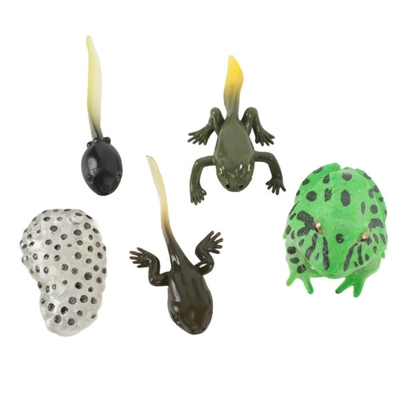Cycle de Croissance de Têtard, Étape de Croissance Réaliste Jeu Éducatif de Têtard 5 Pcs Simulation en PVC Détaillée pour Décoration de Fête à la Maison Ou au Bureau