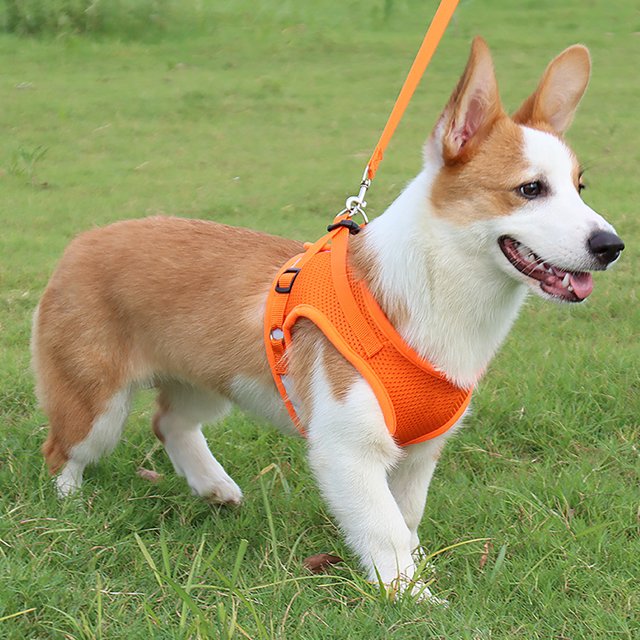 Flmtop Corde de Traction Design Réfléchissant à 360 Degrés Sangle de Poitrine en Polyester Antidéflagrant pour Chien Extérieur Rose