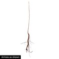thumbnail image 2 of Black Walnut Tree Dormant Bare Root Starter Shade Tree (1-Pack), 2 of 2