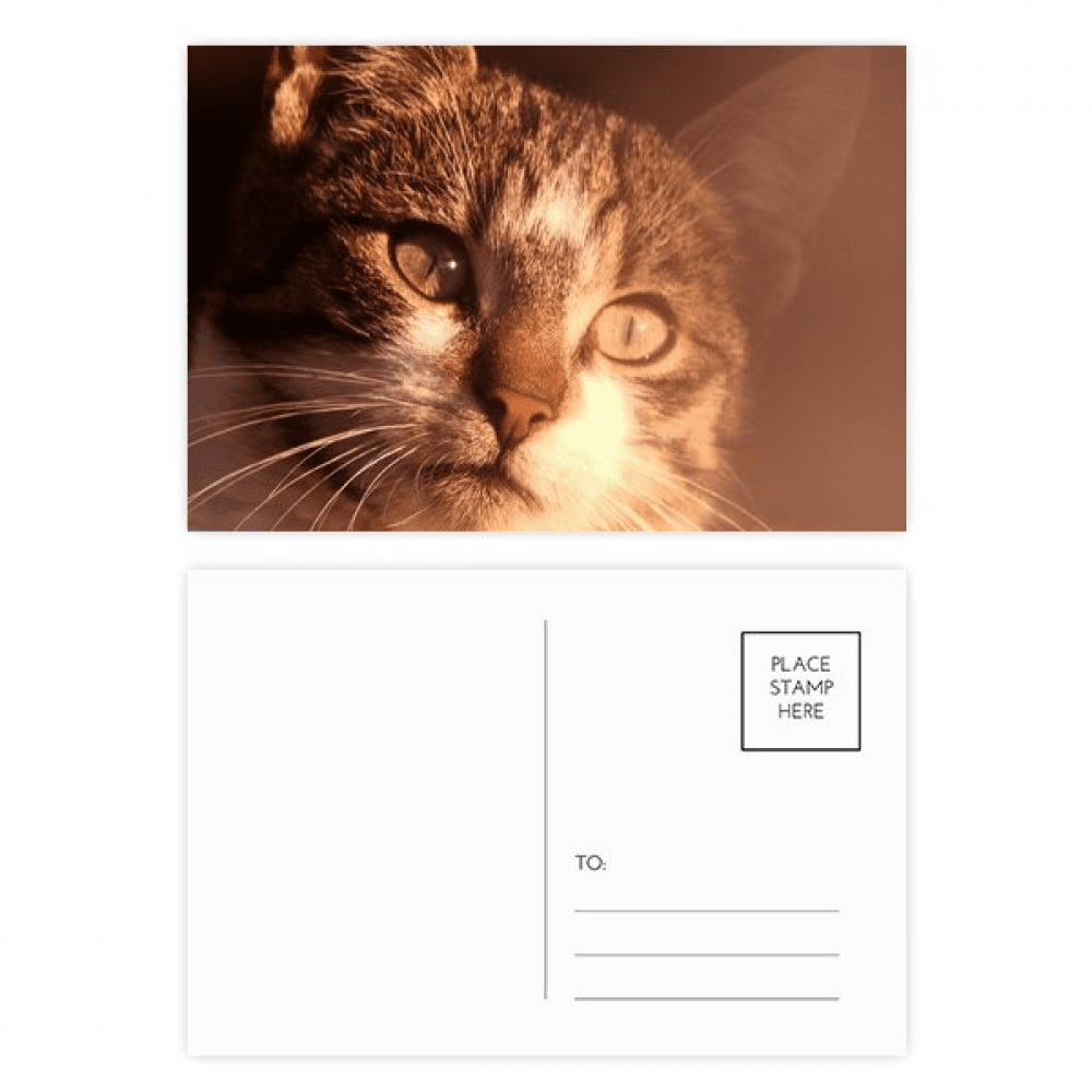 animal sentimental cat simpol postcard set birthday mailing thanks greeting card