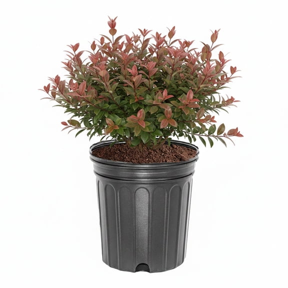 Expert Gardener 1-1.5 ft Loropetalum - Daruma Live Shurb in 3- Gallon Grower Pot