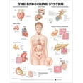 thumbnail image 2 of The Endocrine System, 2 of 2