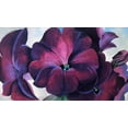 thumbnail image 3 of Georgia O'Keeffe "Petunias" Art Print Custom Framed Generic, 3 of 3