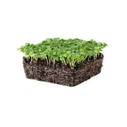 Genovese Basil Microgreens Seeds - 2 g Packet ~1000 Seeds - Non-GMO Bulk Seed for Growing Micro Herbs, Indoor Gardening, Herb Garden, Micro Greens