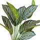 thumbnail image 3 of Planta de banyan artificial, planta en maceta blanca, regalo perfecto para inauguración de la casa., 3 of 5