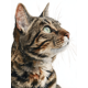 thumbnail image 1 of Qisvanset 12x16 Inch Tabby Cat Portrait Canvas Print Wall Art, 1 of 5