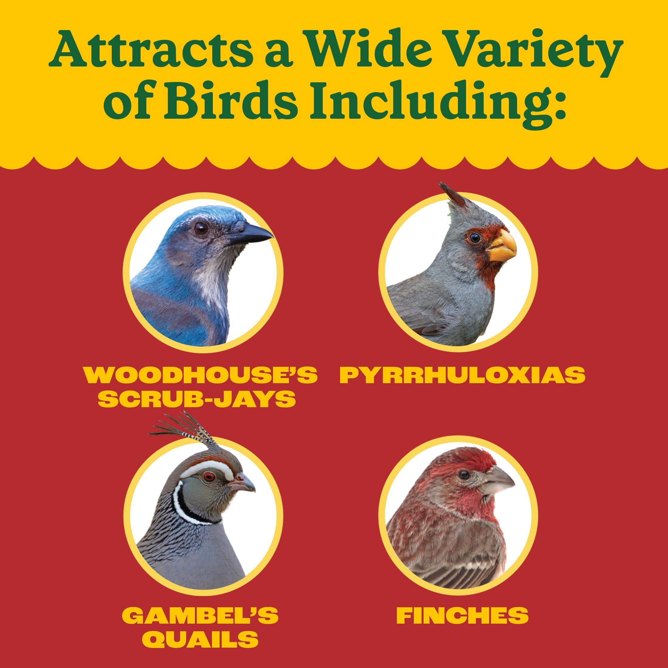 Pennington Southwest Blend Wild Bird Seed for Outside Feeders, 10 lb., 1 Pack, Dry Bird Food