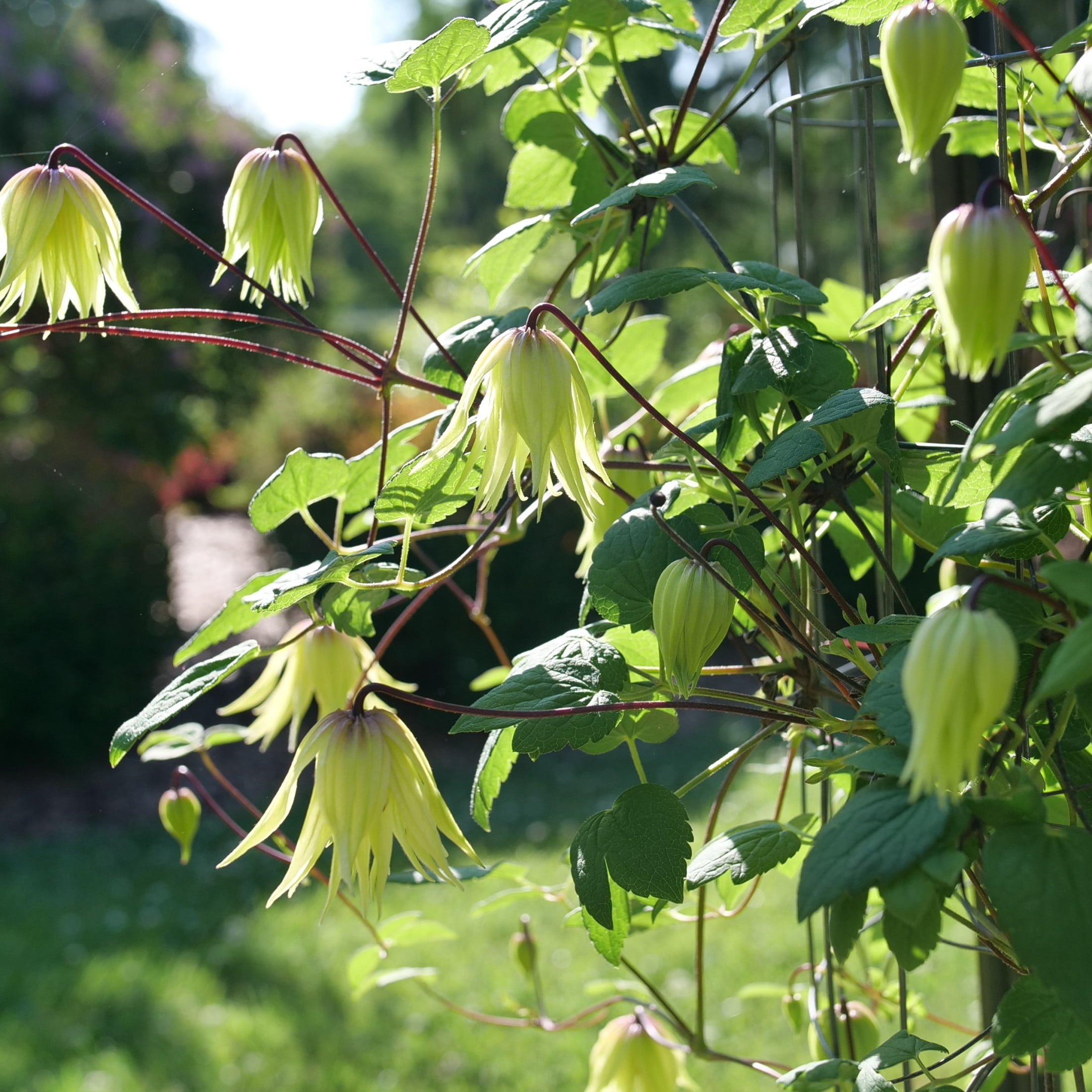 Proven Winners ColorChoice 5" Yellow Funyella Clematis Live Plant in 4.5" Pot (4 Count)