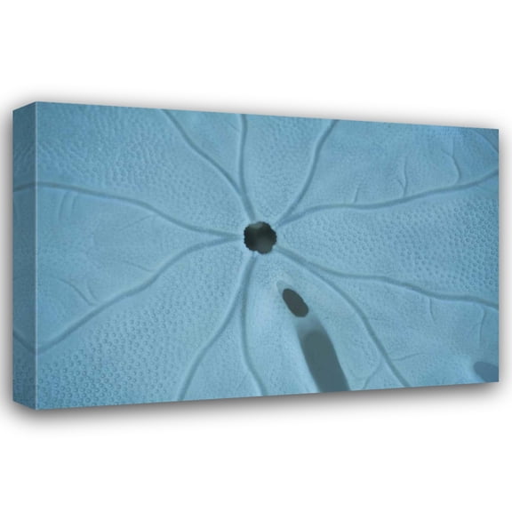 Karyn Millet 24x17 Gallery Wrapped Canvas Wall Art Titled - Sand Dollar II