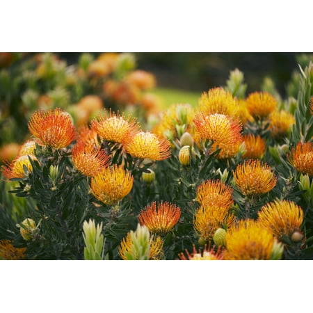Hawaii Upcountry Maui Orange Pin Cushion Protea Blossoms On Bush Canvas Art - Ron Dahlquist Design Pics (17 x 11)