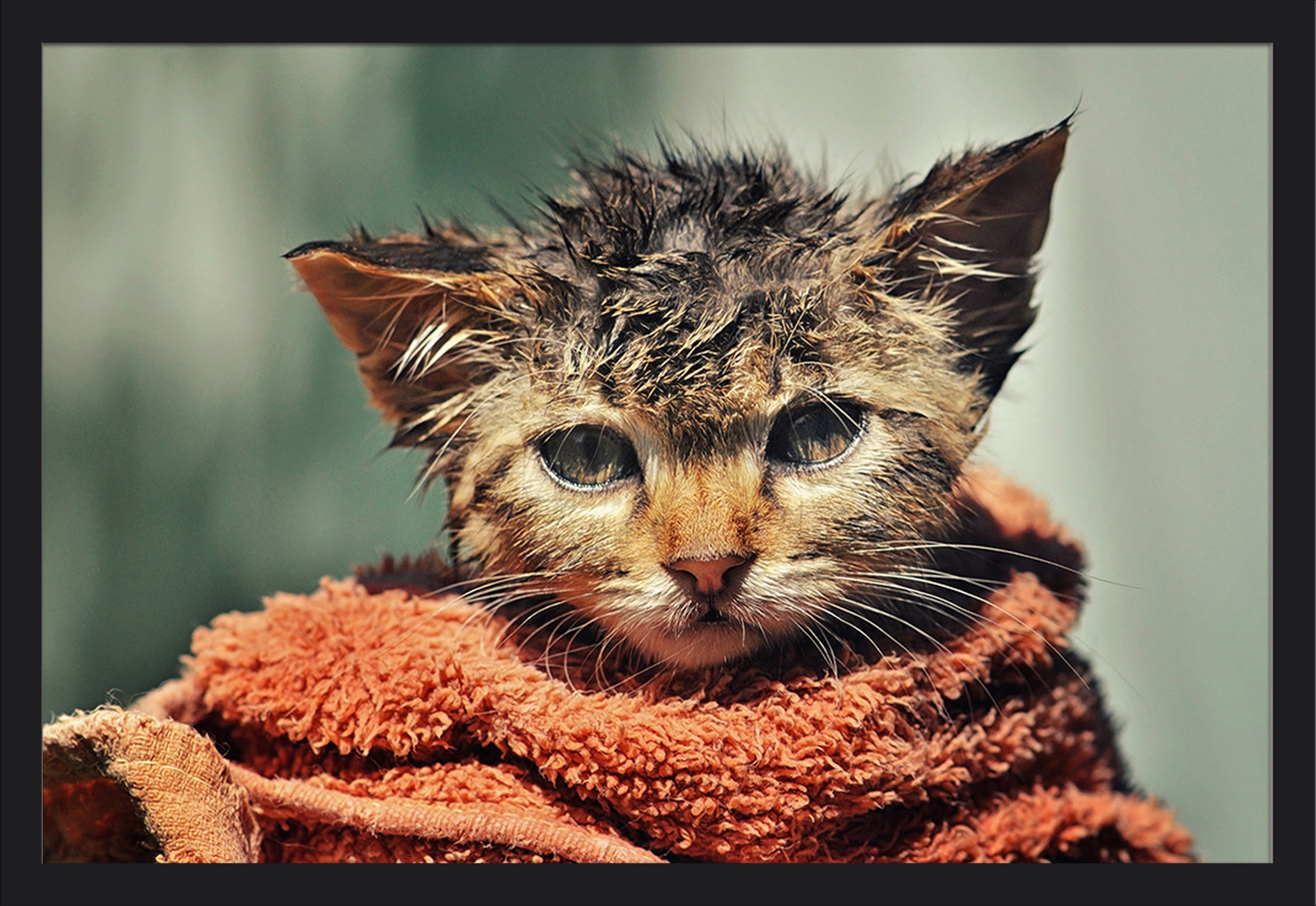 Wet Cat Wrapped in Towel Lantern Press Photography (36x24 Giclee Art